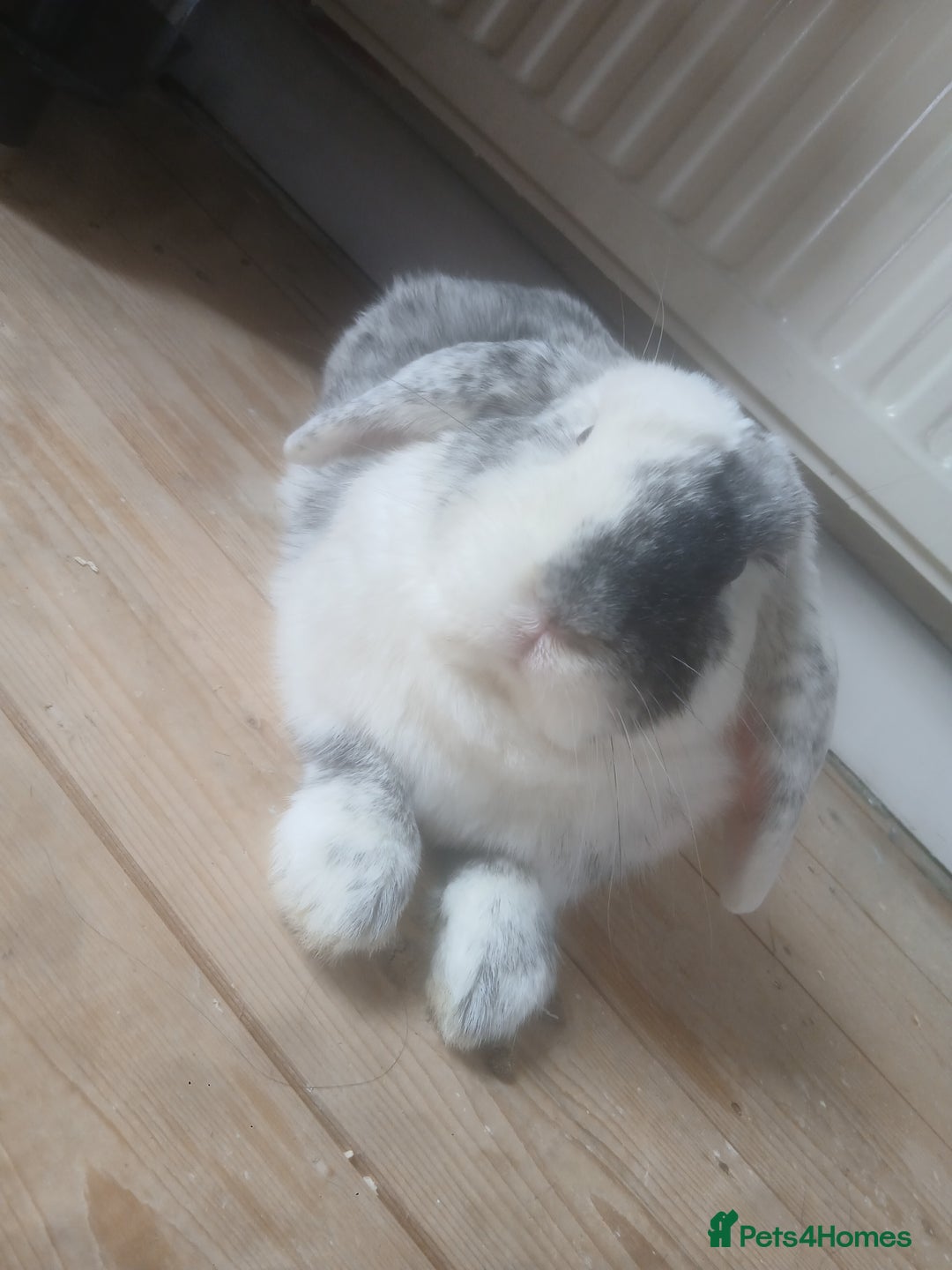 English Lop rabbits for sale: Male English lop - Image 2