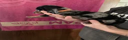 Miniature Dachshund dogs for sale: Miniture dachshund puppiez in Tunbridge Wells - Advert 2