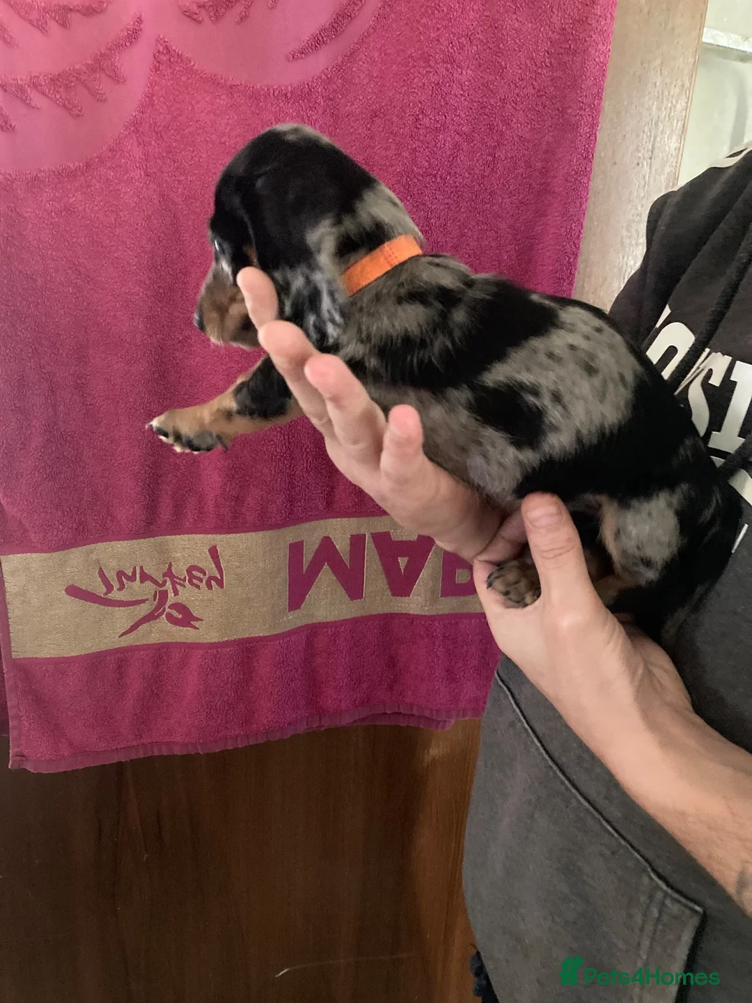 Miniature Dachshund dogs for sale: Miniture dachshund puppiez in Tunbridge Wells - Advert 2