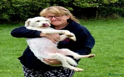 Mixed Breed dogs for adoption: SWEET JASPER  - Image 7