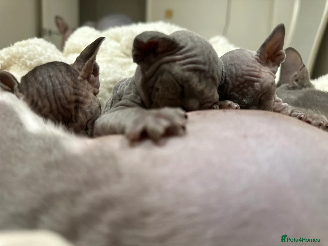 Sphynx cats for sale: Beautiful sphynx kittens from a mum and dad home - Advert 20