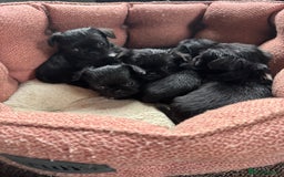 Mixed Breed dogs for sale: Chihuahua, Brussels Griffon cross pups - Image 8