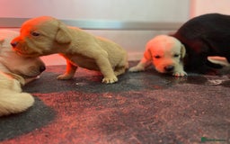 Labrador Retriever dogs for sale: Labrador pups  - Image 24