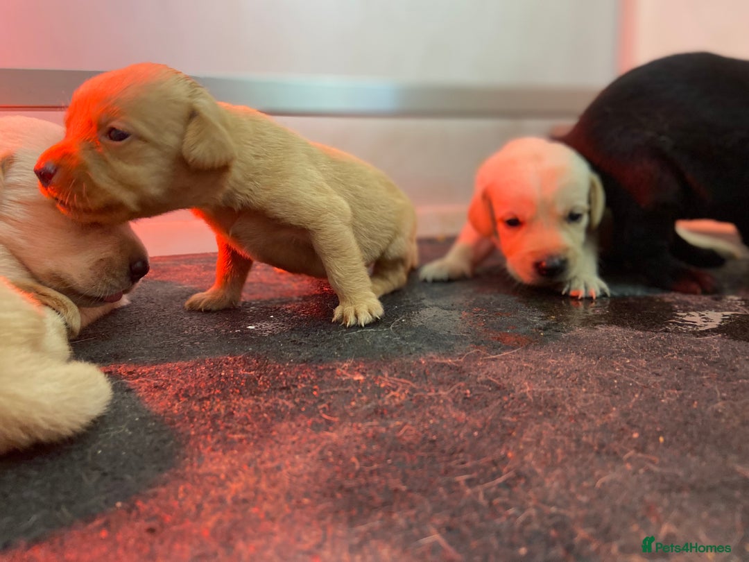 Labrador Retriever dogs for sale: Labrador pups  - Image 24