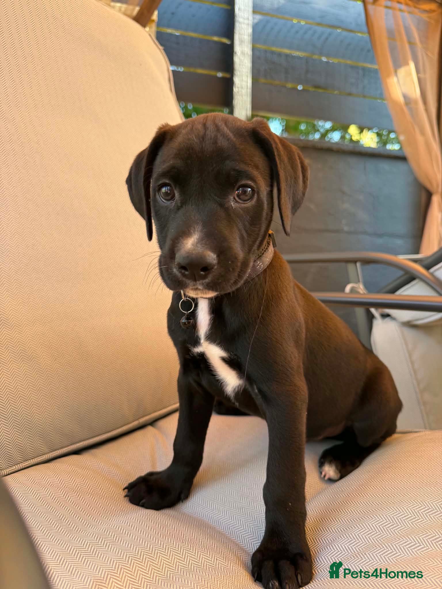 Mixed Breed dogs Cane corso x Labrador  last boy ready now!  - Advert 3