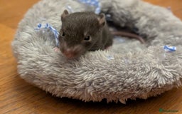 Rat rodents for sale: 4 male rats  - Image 9