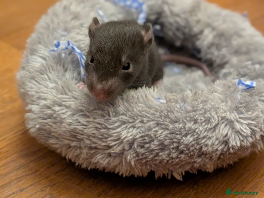 Rat rodents for sale: 4 male rats  - Image 9