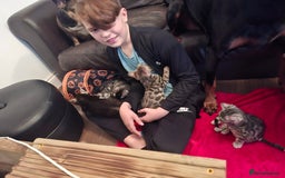 Bengal cats for sale: 🌟 Premium Bengal Tica Kittens – 5★Breeder 🌟 - Image 33