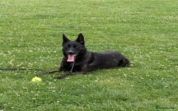 German Shepherd dogs for sale: Whisky - German cross Dutch Sheperd - Image 1