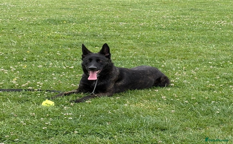 German Shepherd dogs - Advert 2