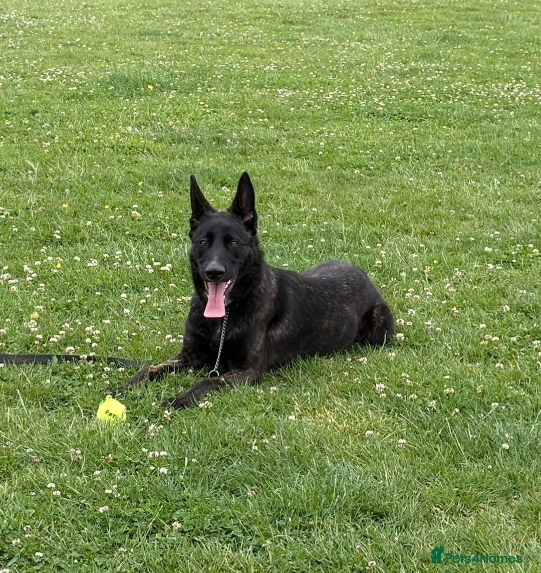 German Shepherd dogs for sale: Whisky - German cross Dutch Sheperd - Image 1