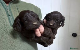 Cockapoo dogs for sale: Lovely Healthy Chocolate Cockapoos Pups - Image 8