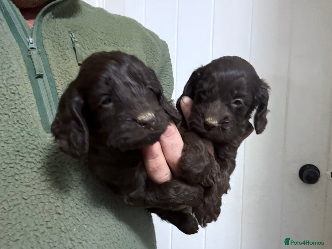 Cockapoo dogs for sale: Lovely Healthy Chocolate Cockapoos Pups - Image 8