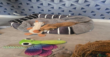 Mixed Breed dogs - Advert 2