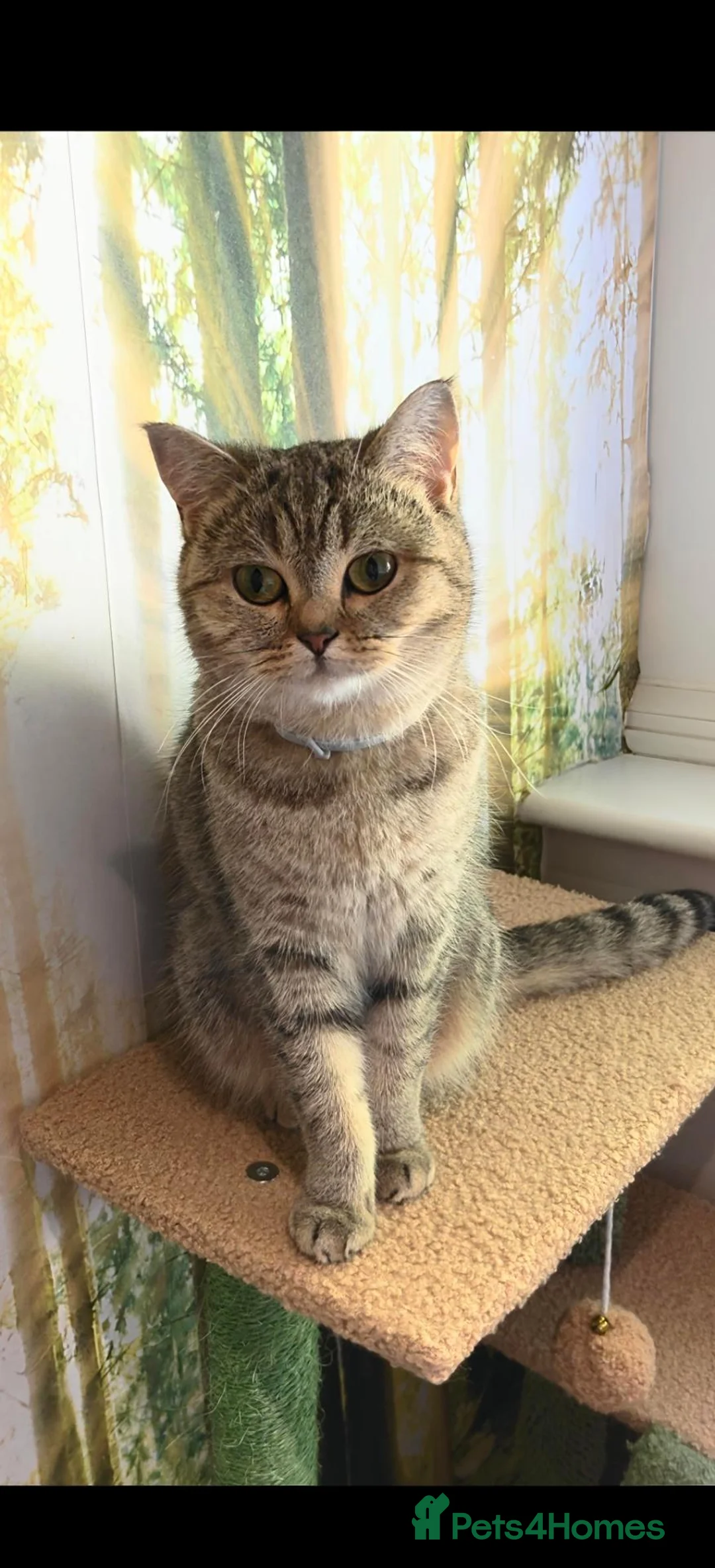 British Shorthair cats for sale: Beautiful BSH female, GCCF Active - Advert 1