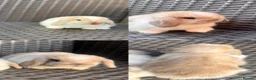 Mini Lop rabbits for sale: Pure bred mini lop bunnies  in Berkhamsted - Advert 9