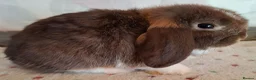 Mini Lop rabbits for sale: Various ages - Advert 12