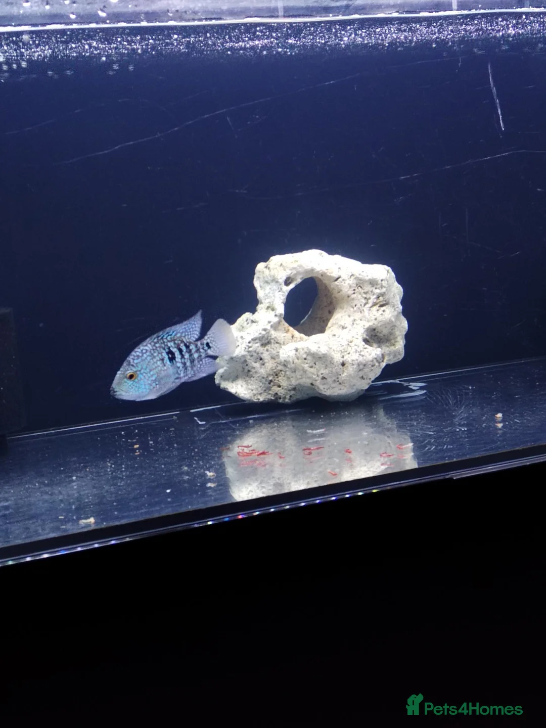 Cichlids fish for sale: Cichlid - Advert 2