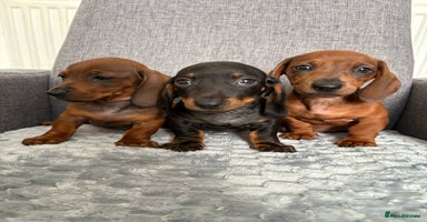 Dachshund dogs - Advert 11