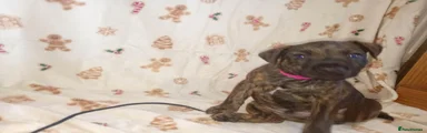 Patterdale Terrier 2