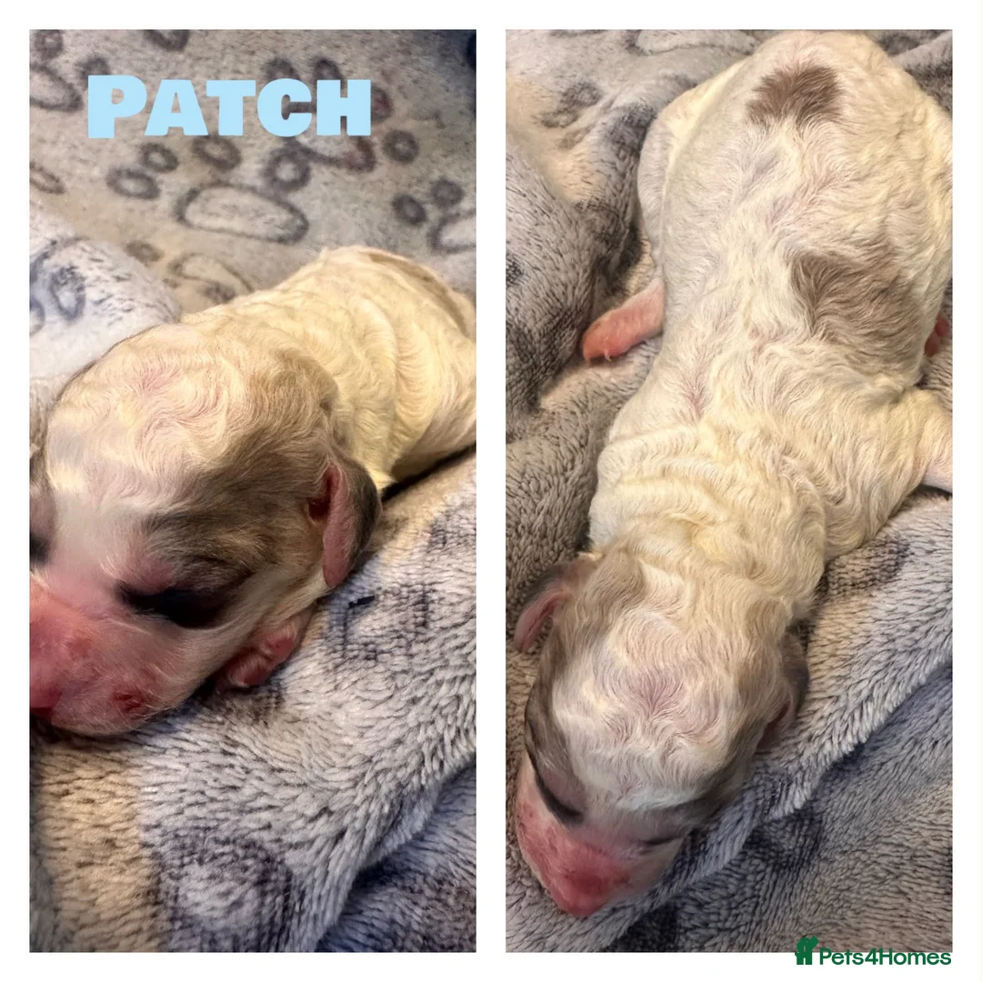 Cockapoo dogs for sale: 🐾 Beautiful F1bb Cockerpoo Puppies 🐾 - Advert 36