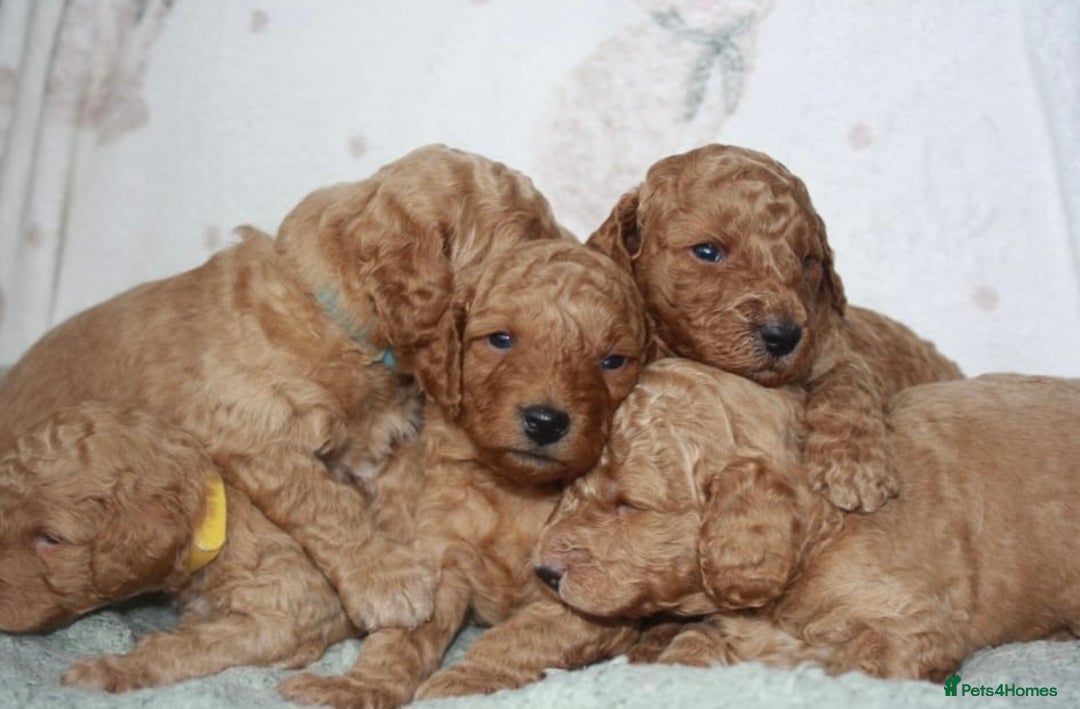 Cavapoo dogs for sale: 6 Cavapoos for sale - Advert 7