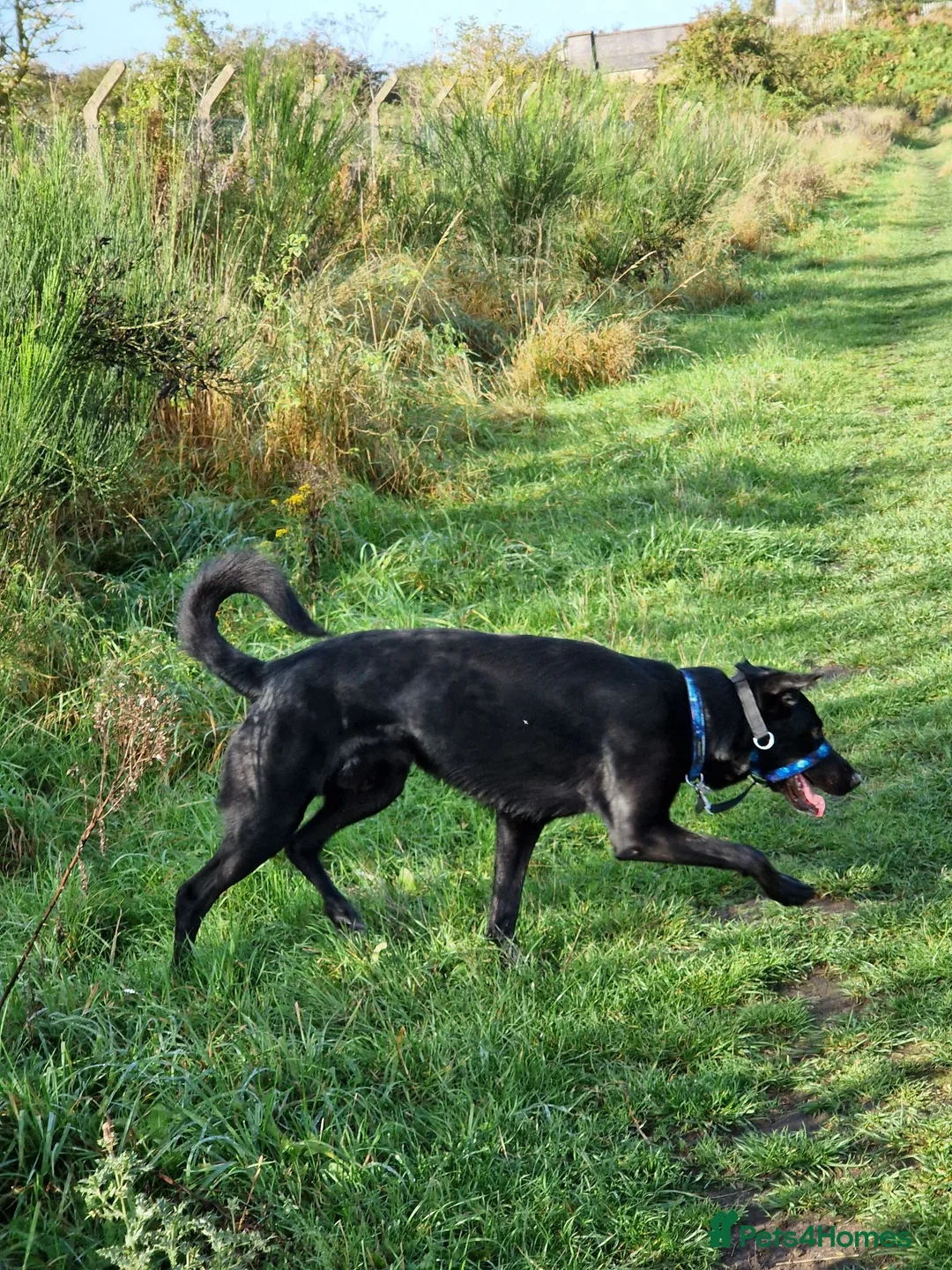 Mixed Breed dogs for sale: rehoming beloved dog - Advert 2