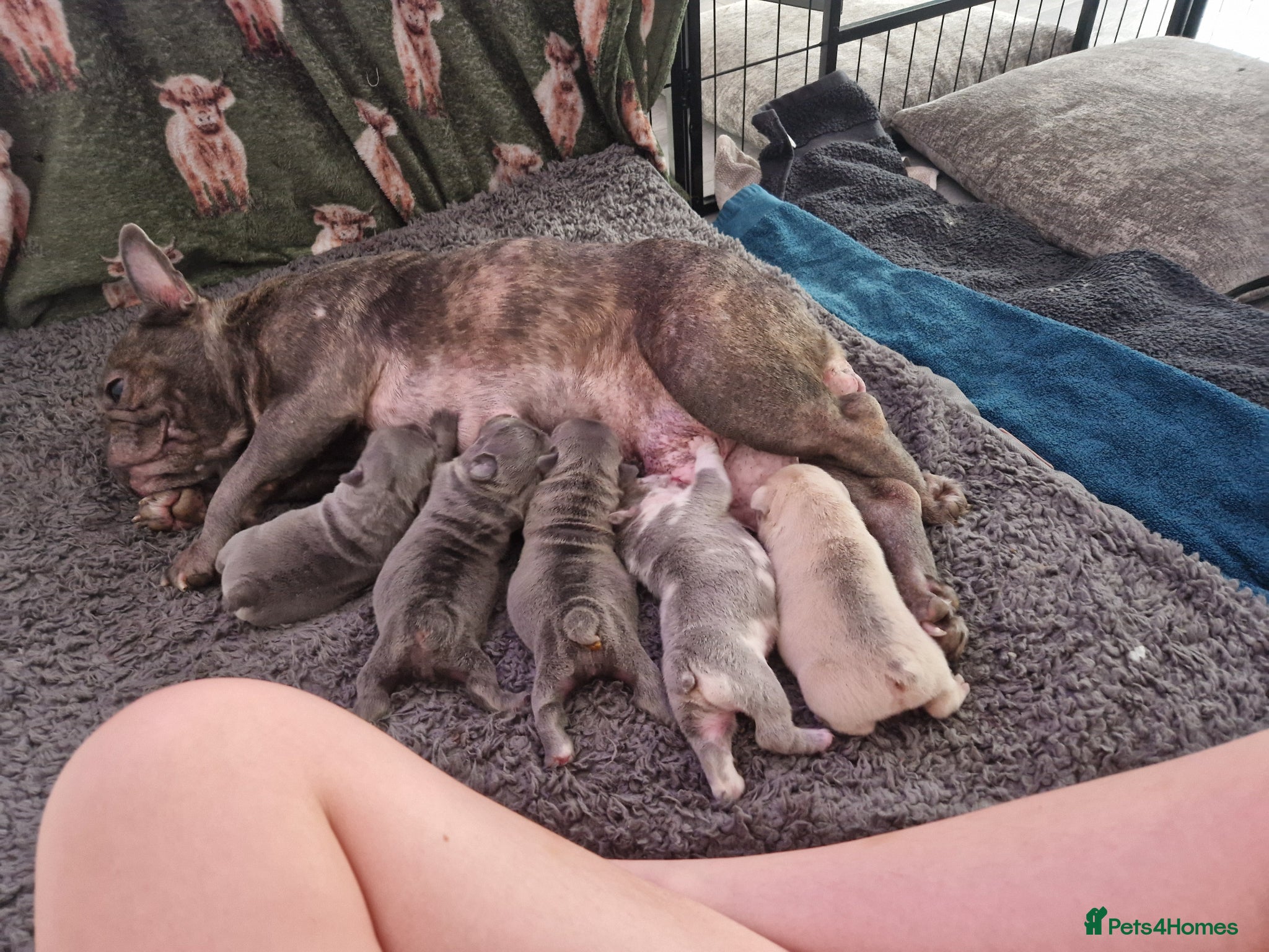 French Bulldog dogs 5 French Bulldog Pups, 3 Boys 🩵, 2 Girls 🩷 - Advert 8