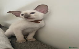 Siamese cats for sale: Lovely Siamese blue point boys (2 left) - Image 2
