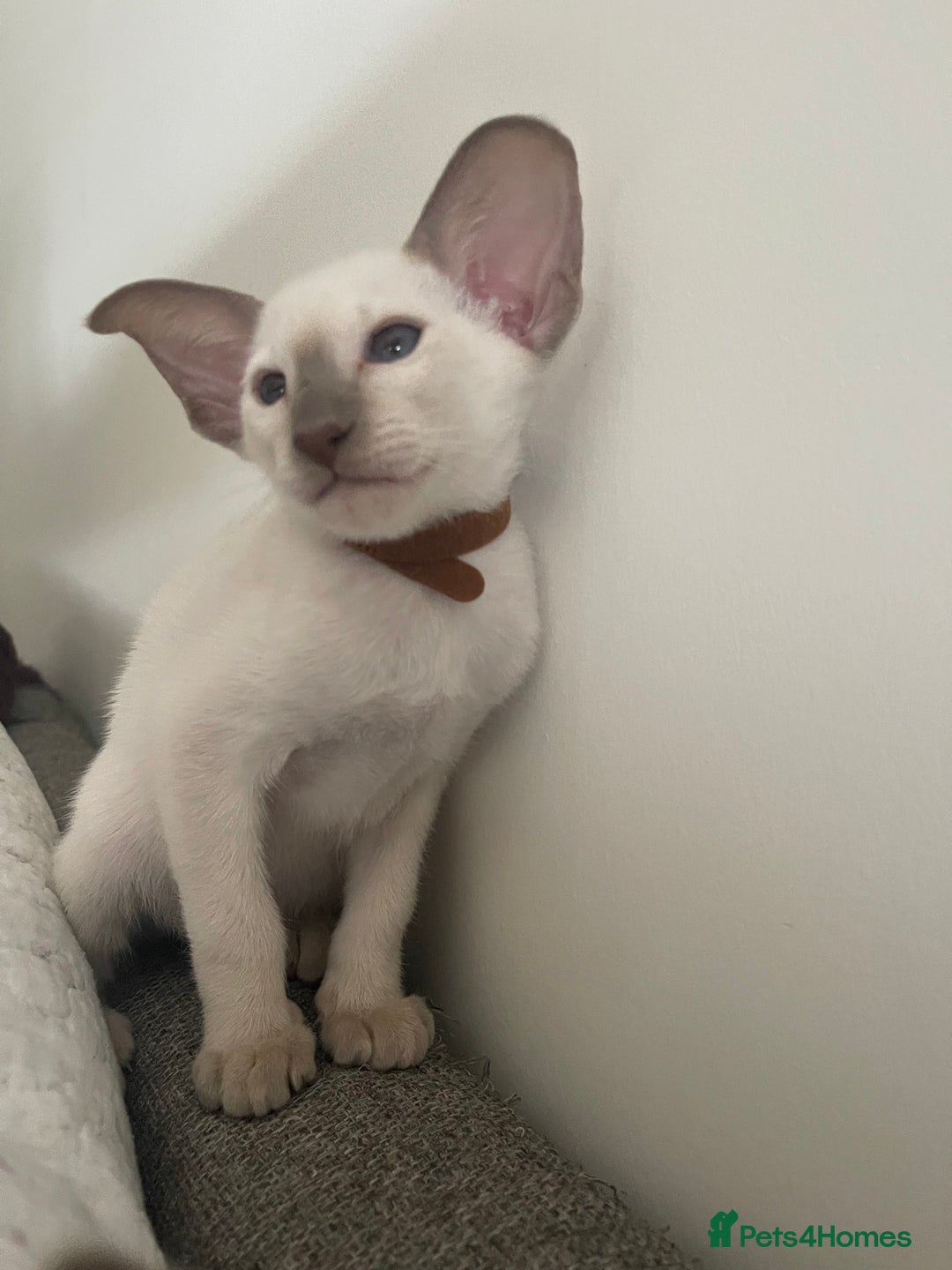 Siamese cats for sale: Lovely Siamese blue point boys (2 left) - Image 2