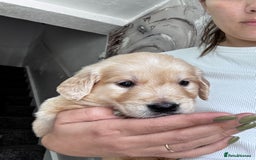 Golden Retriever dogs for sale: Chunky Golden Retriver pups with cream coats - Image 5