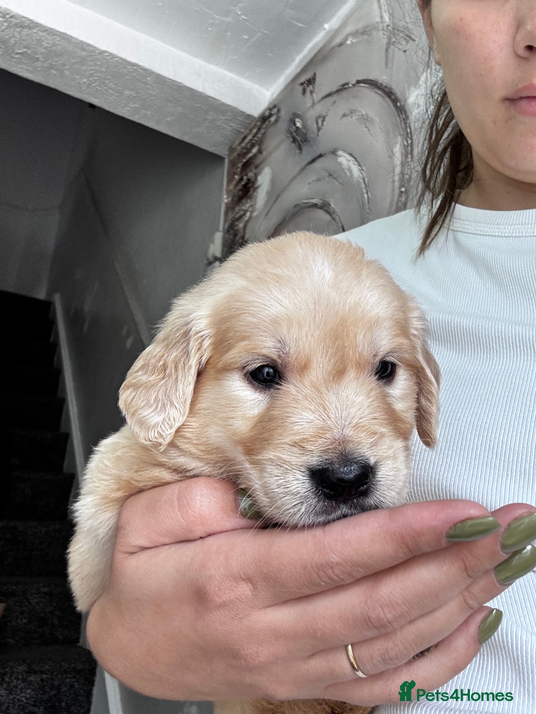 Golden Retriever dogs for sale: Chunky Golden Retriver pups with cream coats - Image 5