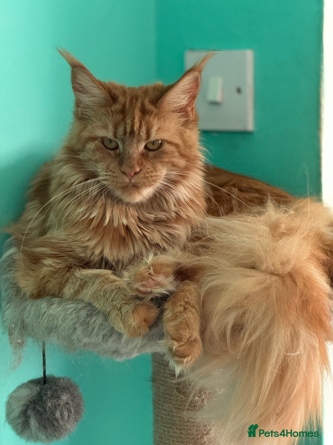 Maine Coon cats for sale: Pure Bred Maine Coon Kittens – Ready to Reserve - Advert 2