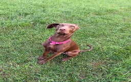 Mixed Breed dogs for sale: Weim x Kelpie  - Image 2