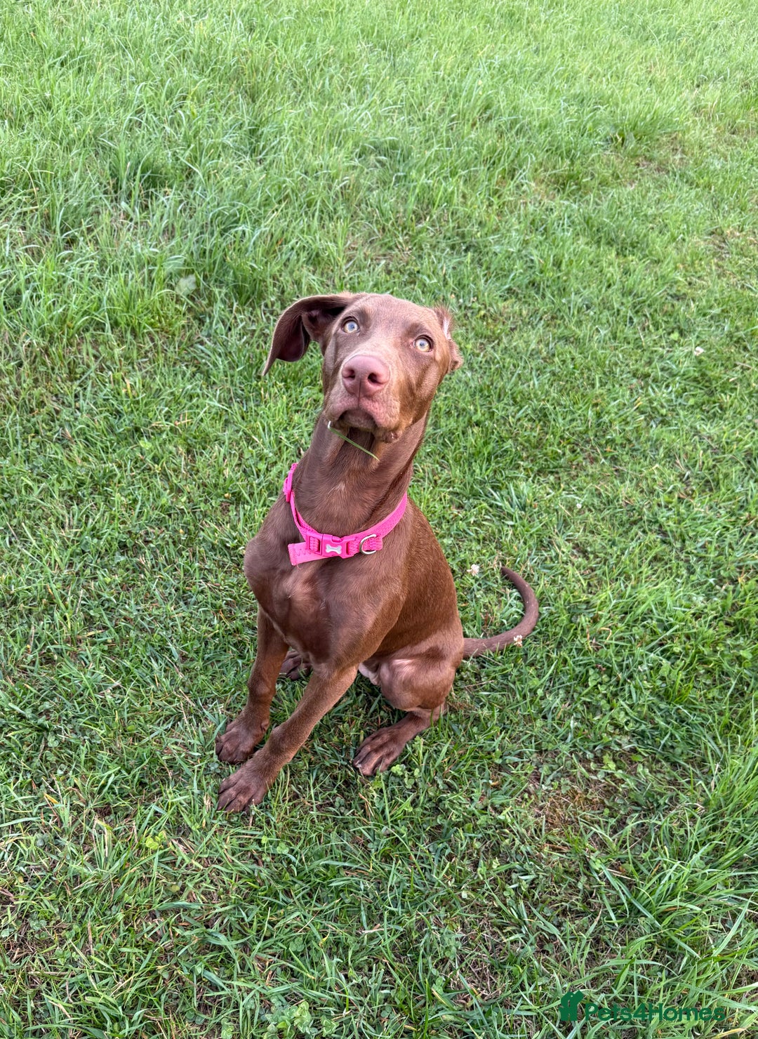 Mixed Breed dogs for sale: Weim x Kelpie  - Image 2