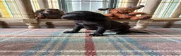 Labrador Retriever dogs for sale: READY NOW Beautiful KC reg girls - health tested - Advert 2