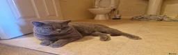 British Shorthair cats for stud: British shorthair for STUD only in Rugby - Advert 5