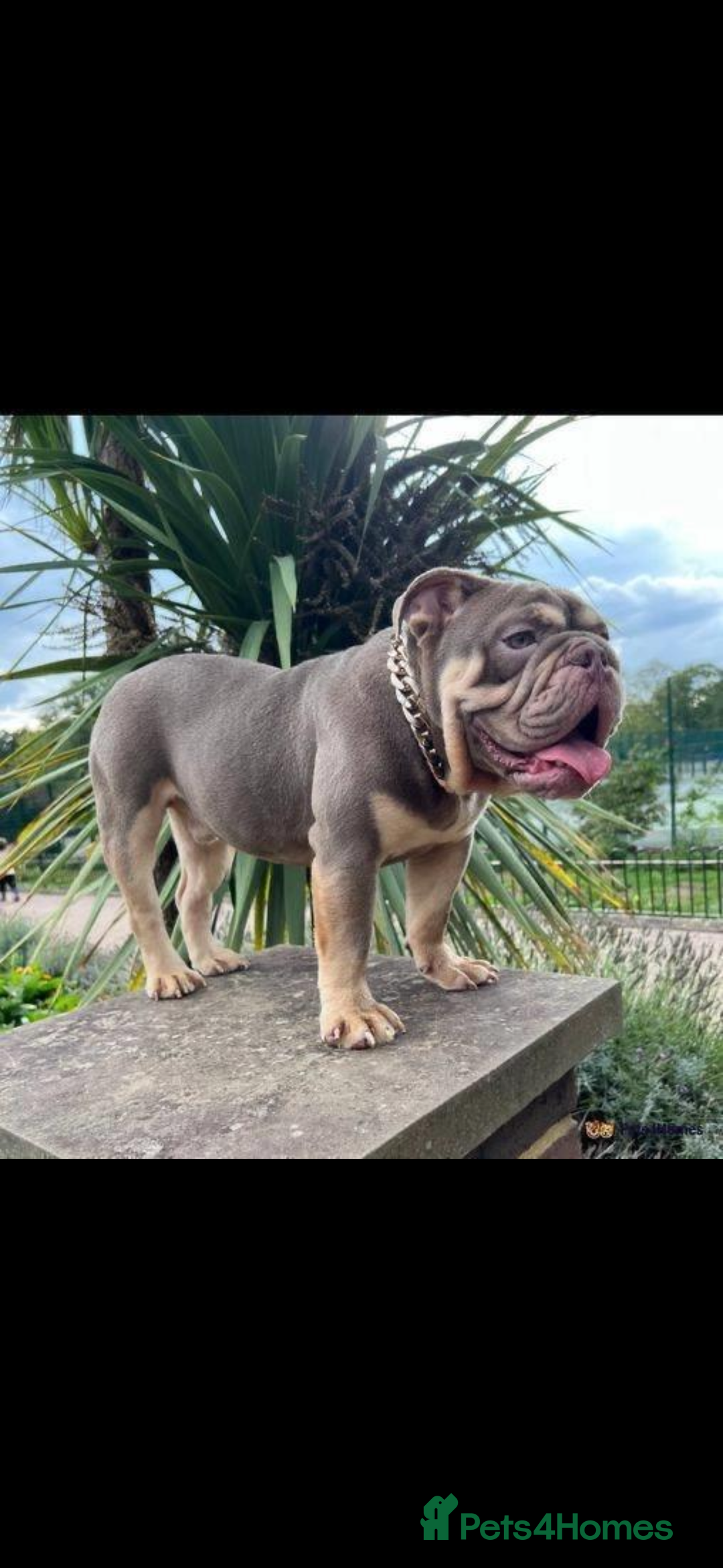 English Bulldog dogs for sale: English Bulldog for sale 👀 - Image 6