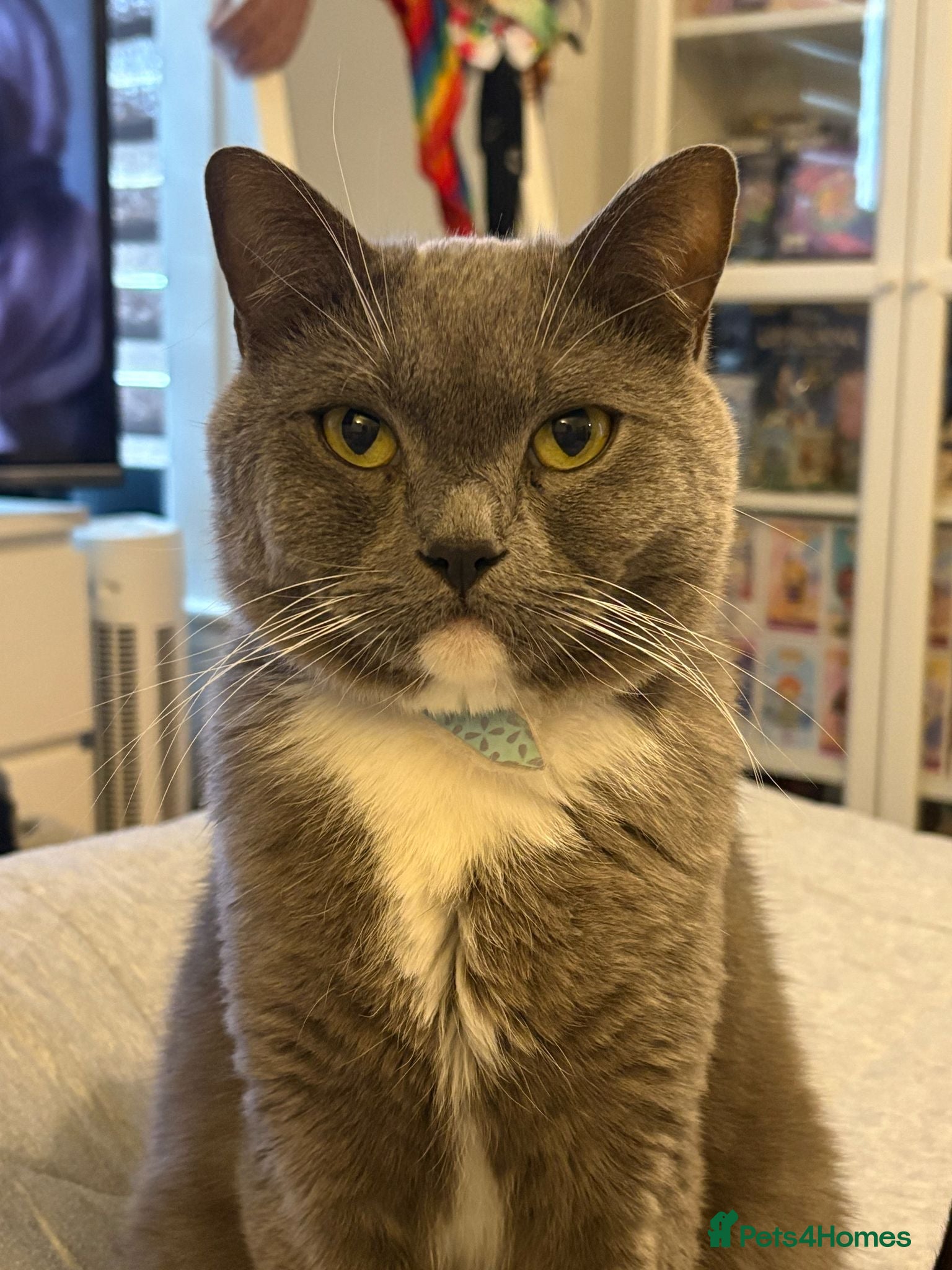 British Shorthair cats Male cat British short hair x persian - Advert 1