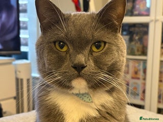 British Shorthair cats Male cat British short hair x persian - Advert 1