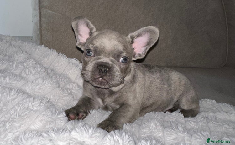 French Bulldog dogs - Advert 1