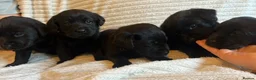Labrador Retriever dogs for sale: Gorgeous Labrador pups  in Carmarthen - Advert 19