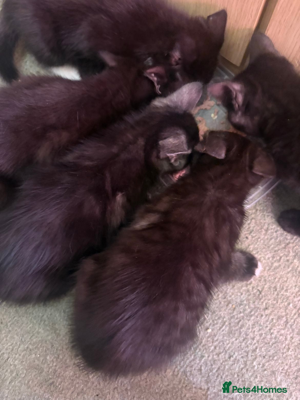 Mixed Breed cats Kittens  - Advert 1