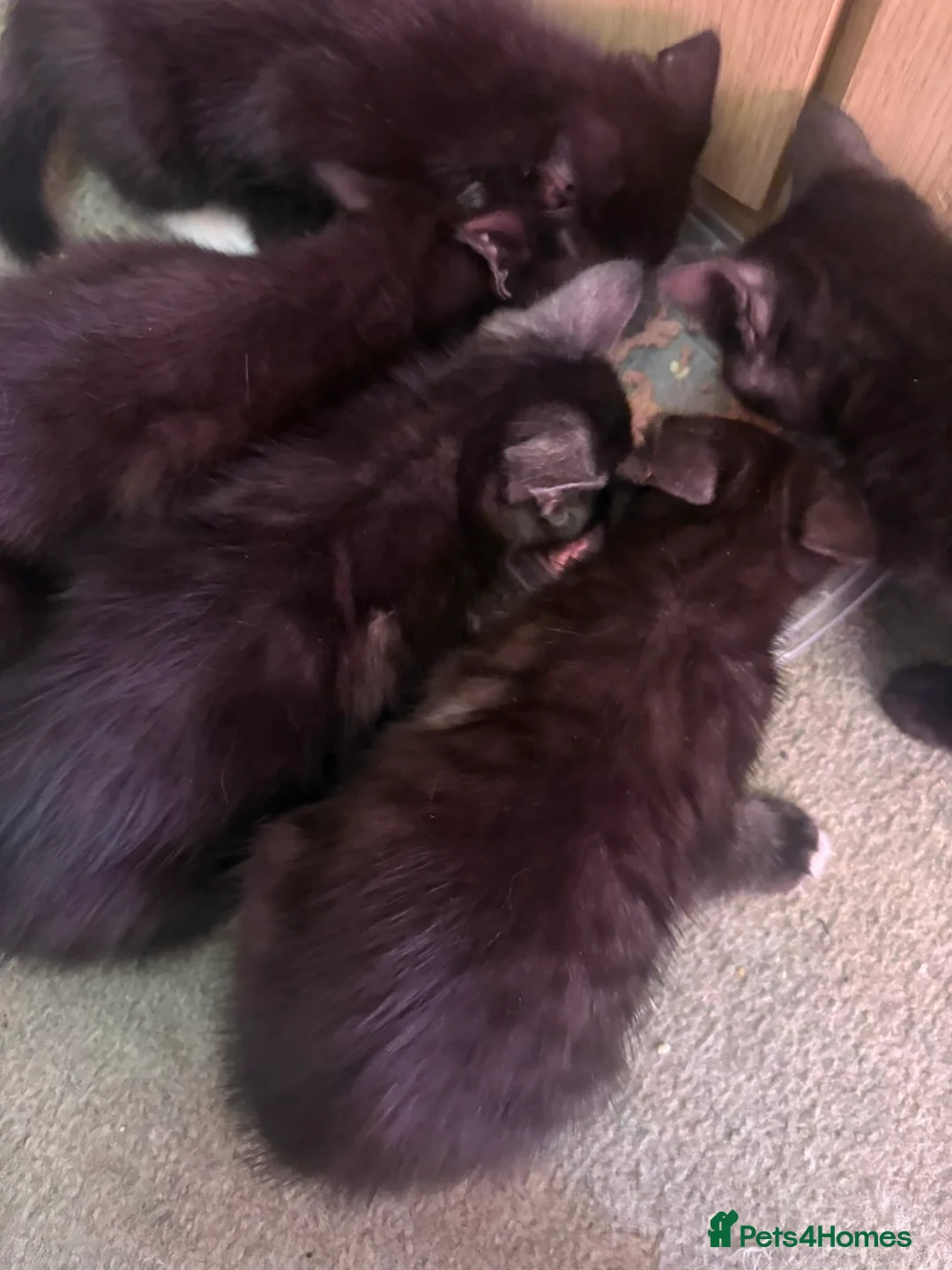 Mixed Breed cats for sale: Kittens  - Advert 1