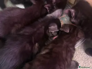 Mixed Breed cats Kittens - Advert 1