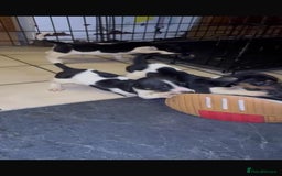 Mixed Breed dogs for sale: Adorable Dachshund x Jack Russell pups - Advert 6