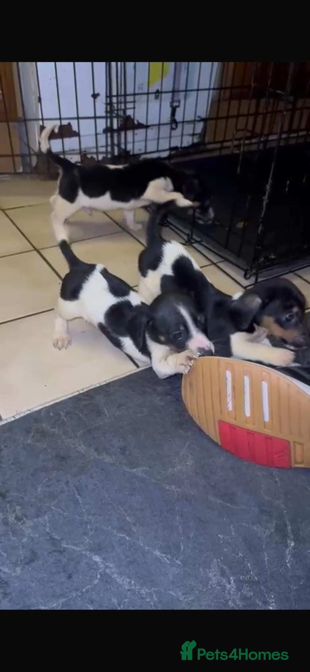 Mixed Breed dogs for sale: Adorable Dachshund x Jack Russell pups - Advert 6