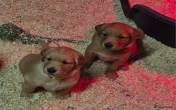 Golden Retriever dogs for sale: KC GOLDEN RETRIEVER PUPPIES, HEALTH SCORED PARENTS - Advert 7