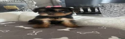 Yorkshire Terrier dogs for sale: Adorable Yorkshire Terrier Puppies 8 girls&1 boy.  - Advert 5