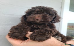 Cavapoo dogs for sale: Waitlist Jan/Feb 26.  F1B Cavapoo. Health Tested  - Advert 9